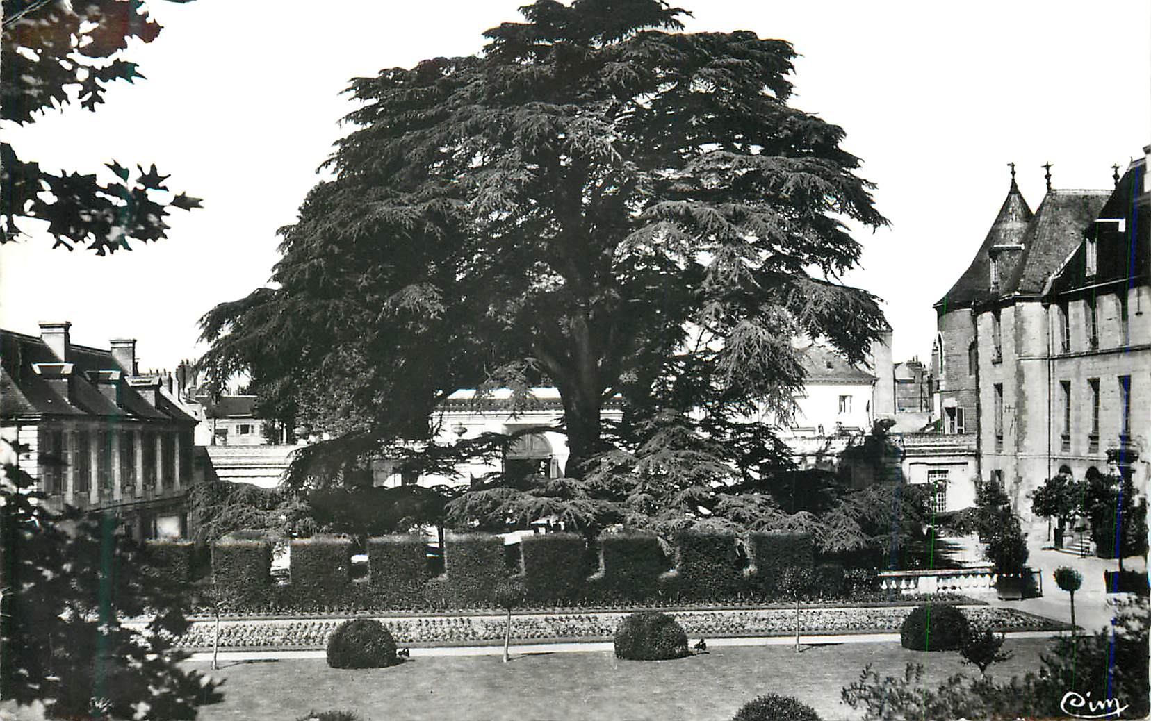 CPM Tours (I et L) Le Grand Cedre