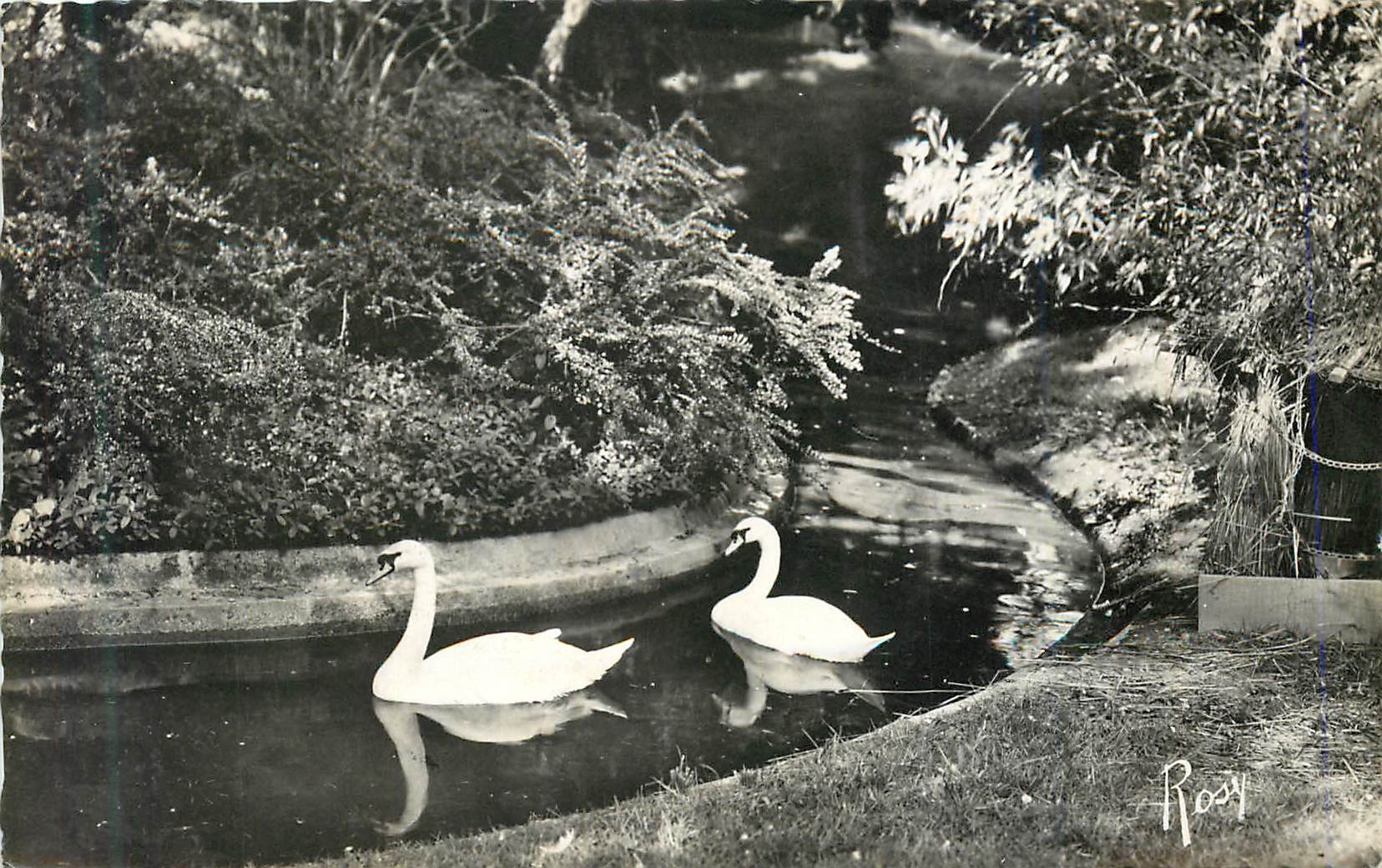 CPM Rennes Les Cygnes au Jardin des Plantes
