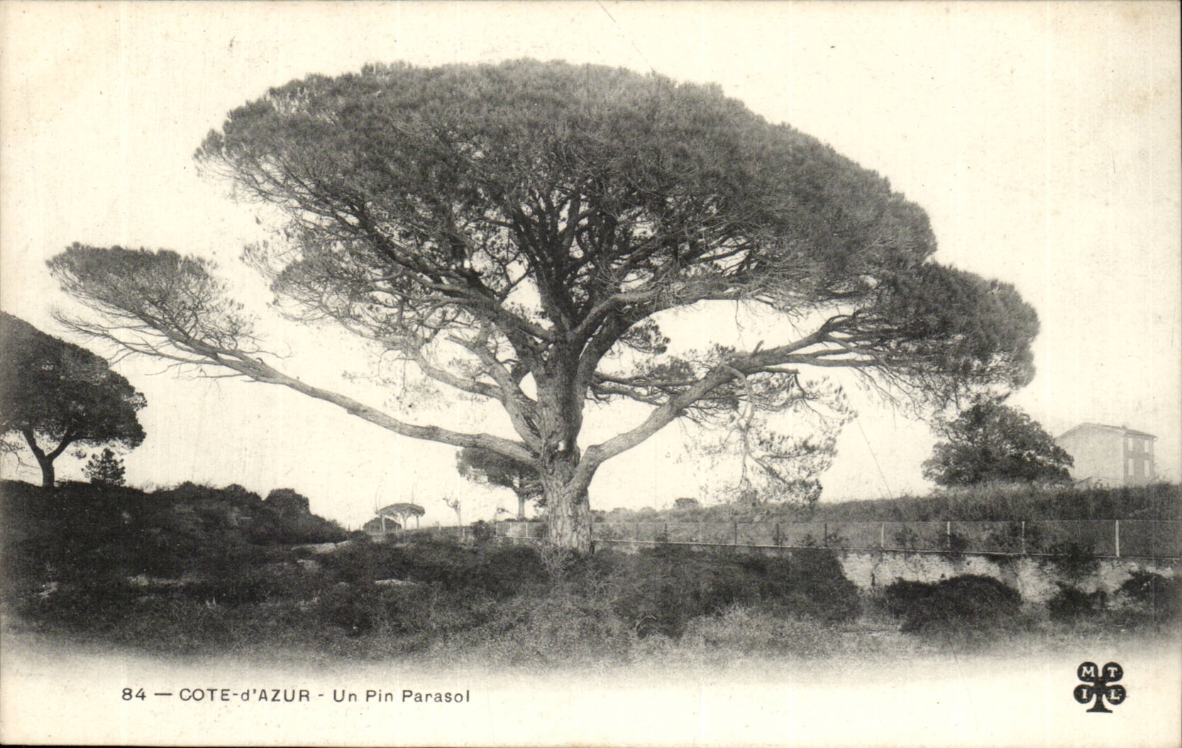 Mass-Azurblau - eine Regenschirmkiefer - Bumsen - Baum - Baum - CPA