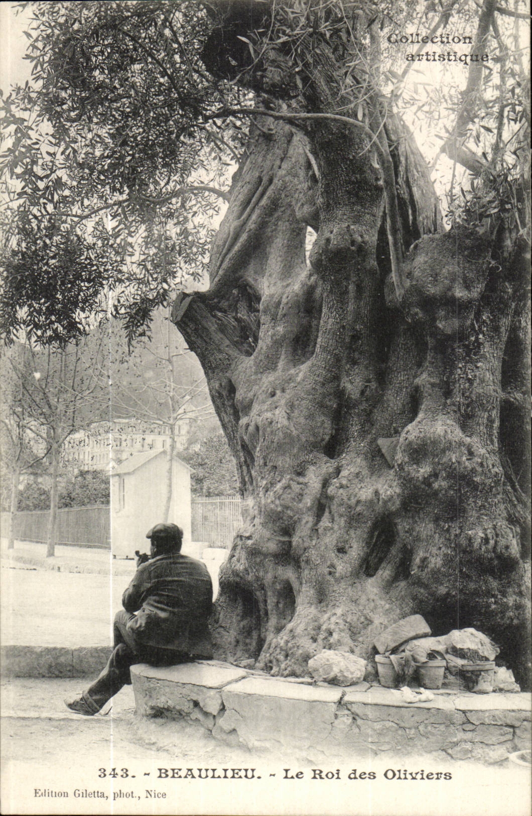 Beulieu on Sea - the King of Olive-trees CPA