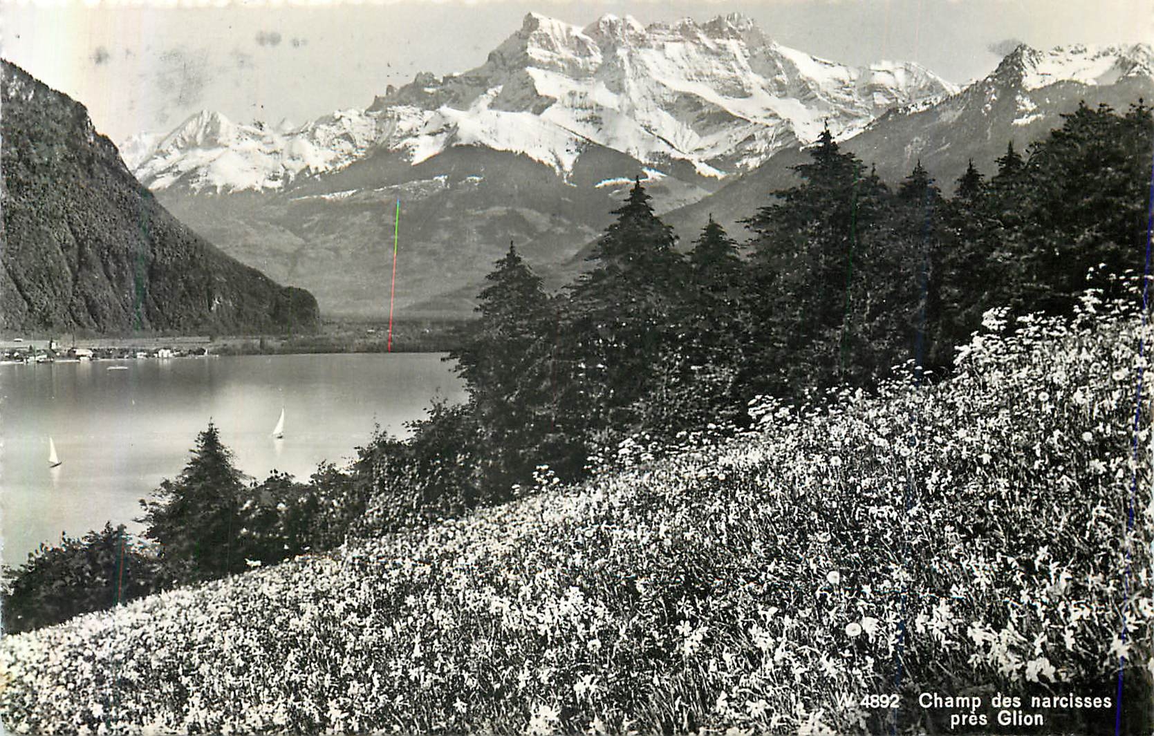 CPM Champ des Narcisses pres Glion