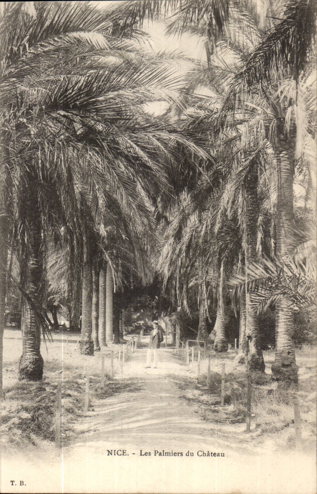 Nice CPA palm trees of the castle