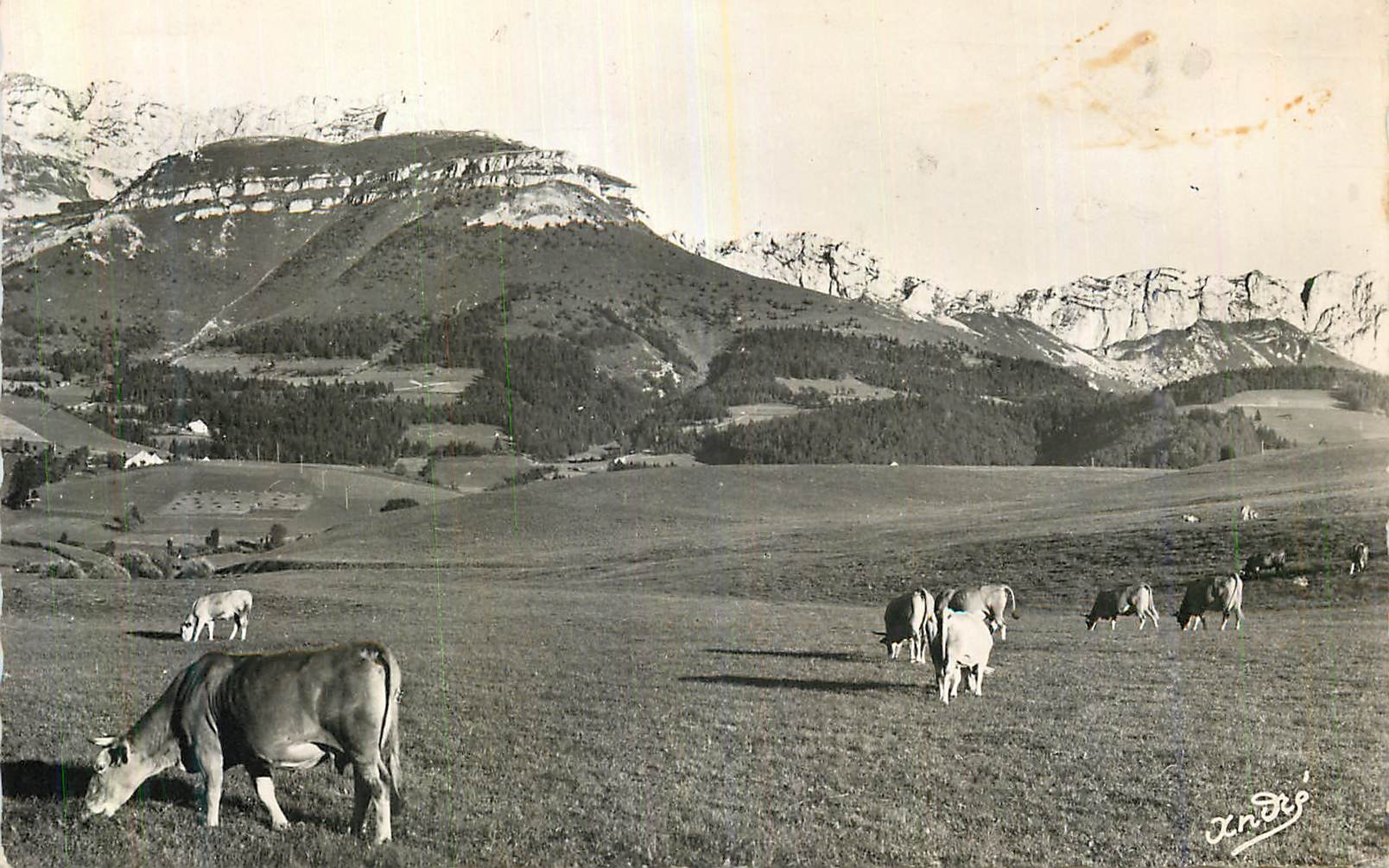 CPM Villard de Lans (Alt 1050 m) Les Belles Alpes Francaises Vaches