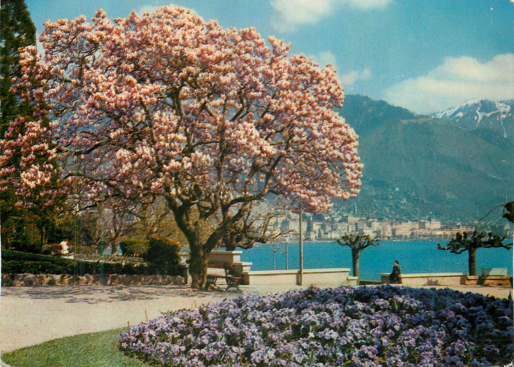 CPM Magnolia a Clarens au Loin Montreux