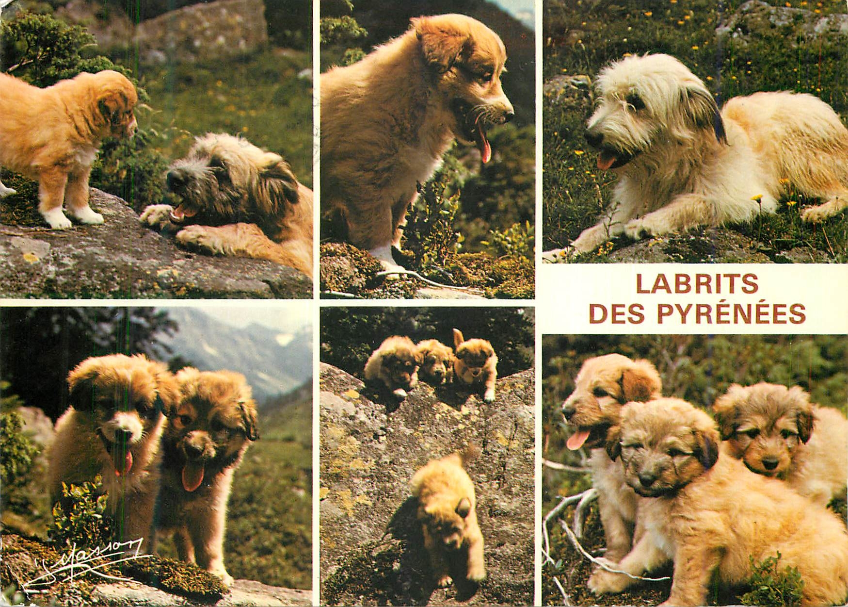 CPM Labrits des Pyrenees Chiens de Bergers Gardiens des Troupeaux