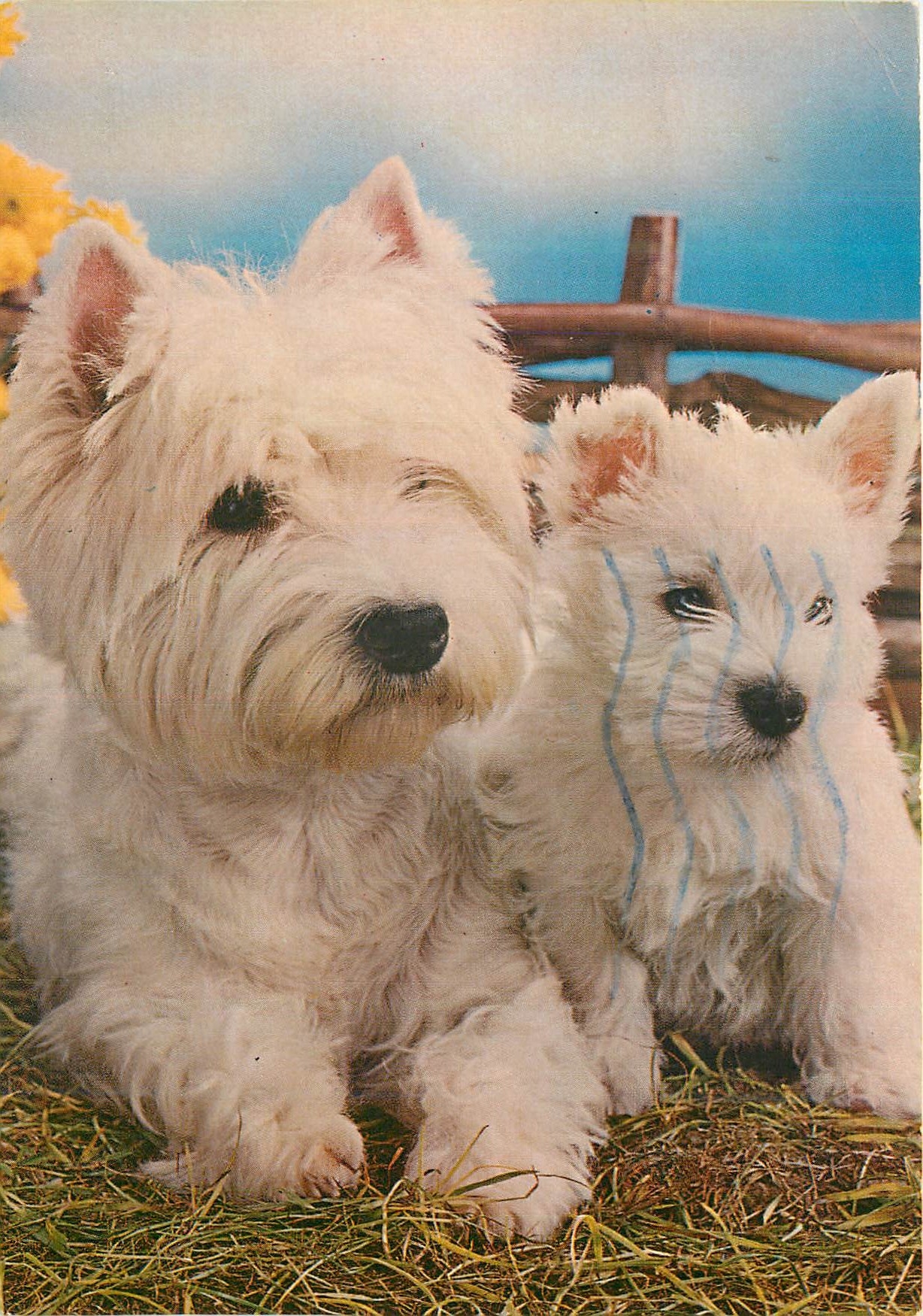 CPM Chiens