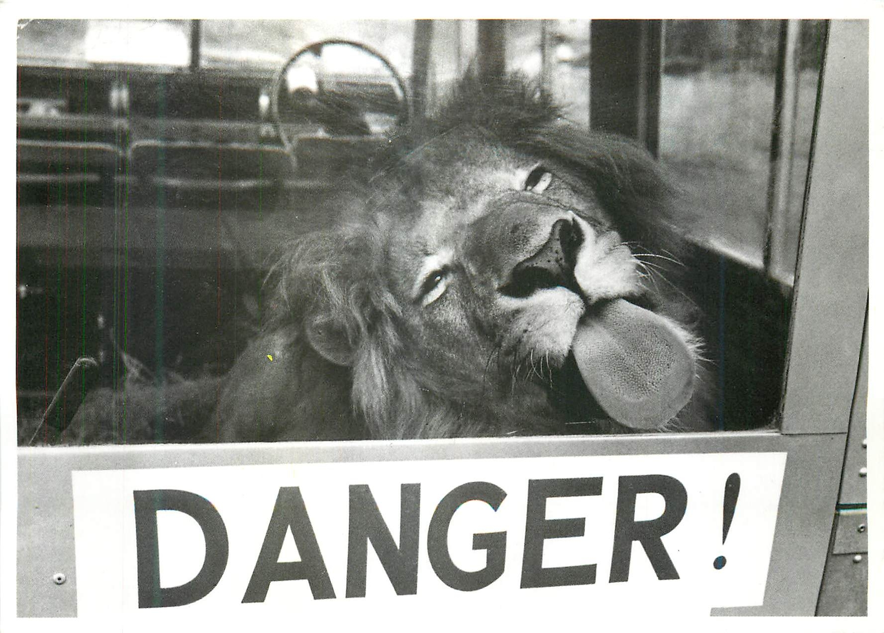 CPM Lion