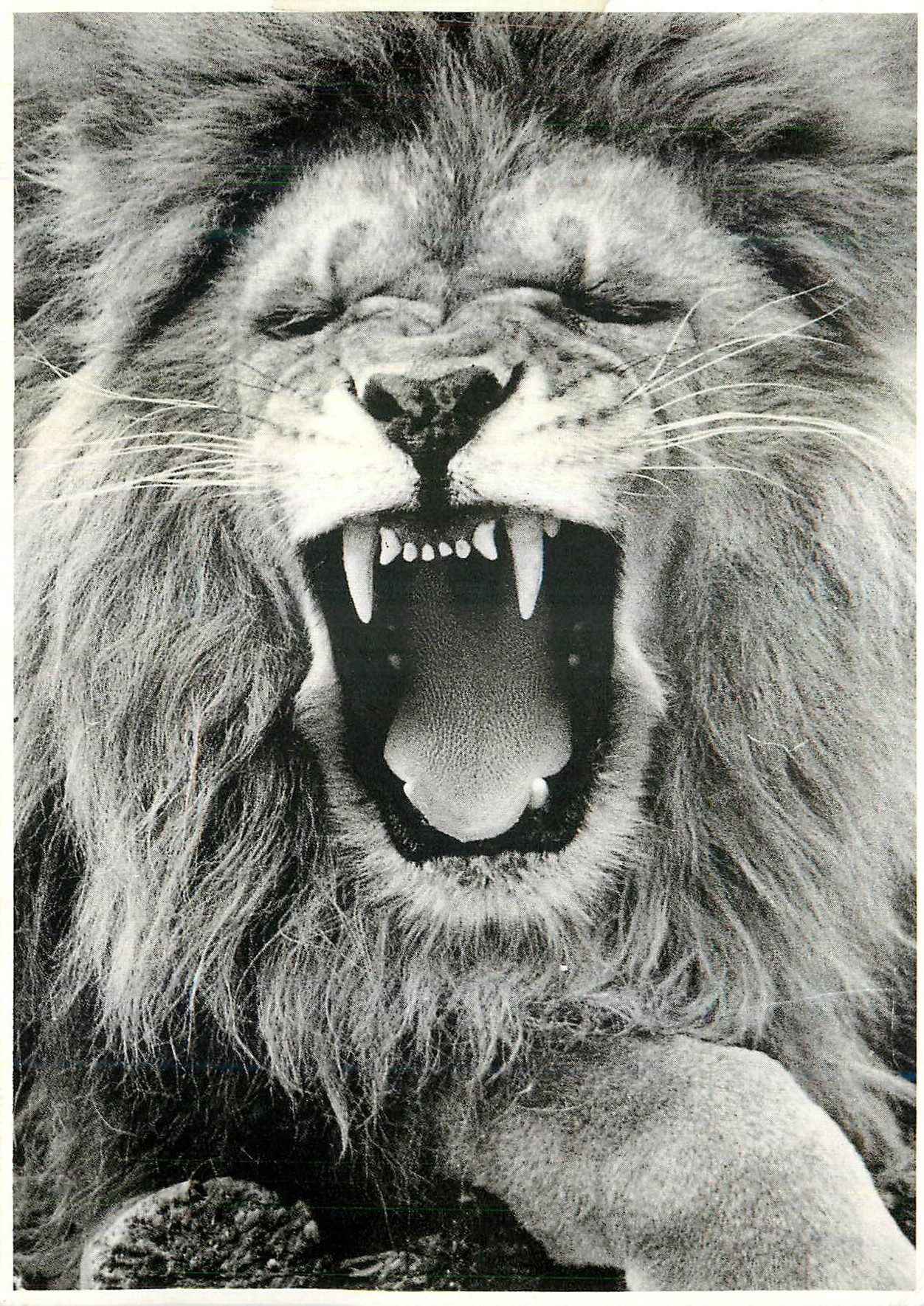 CPM Lion