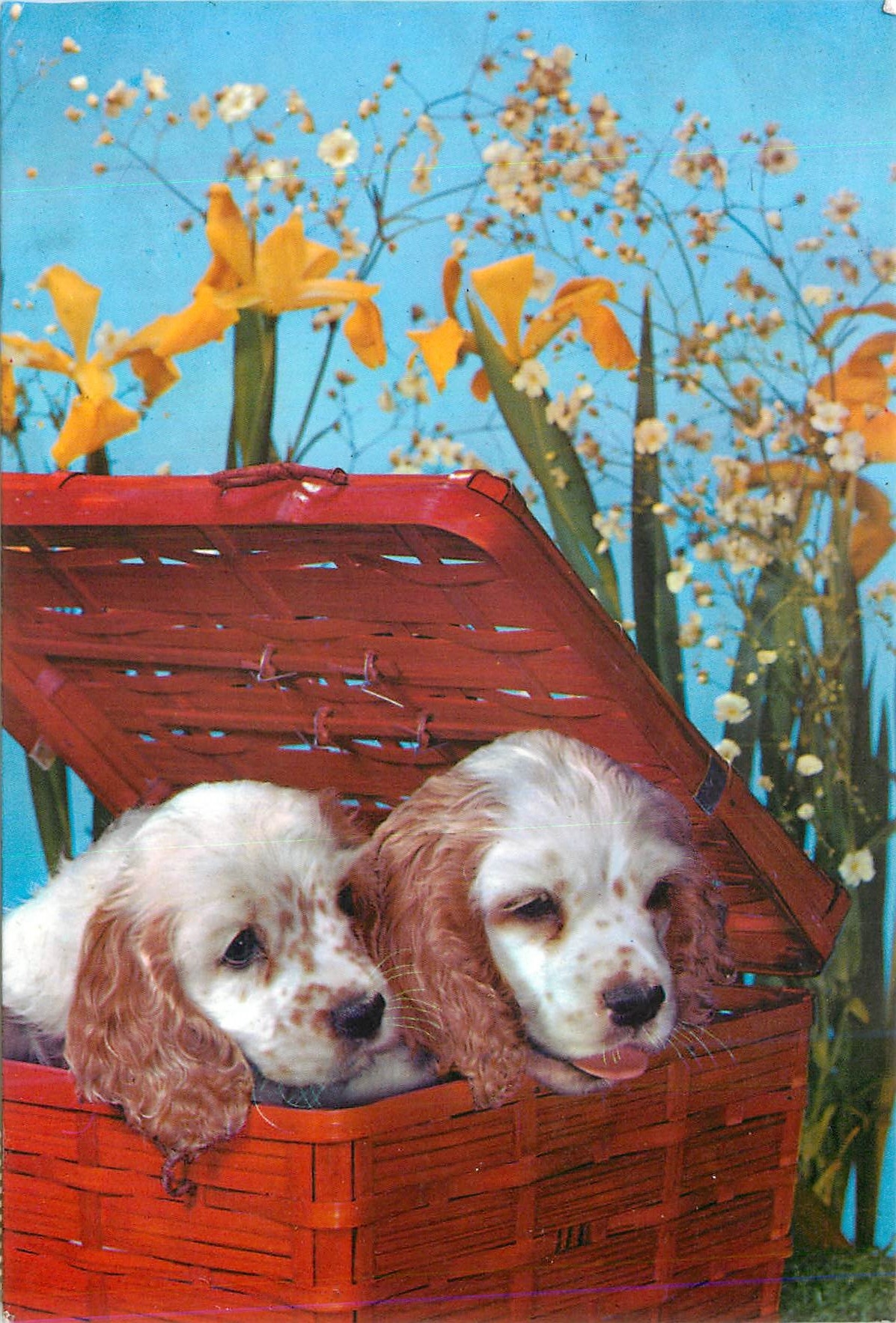 CPM Deux Chiens
