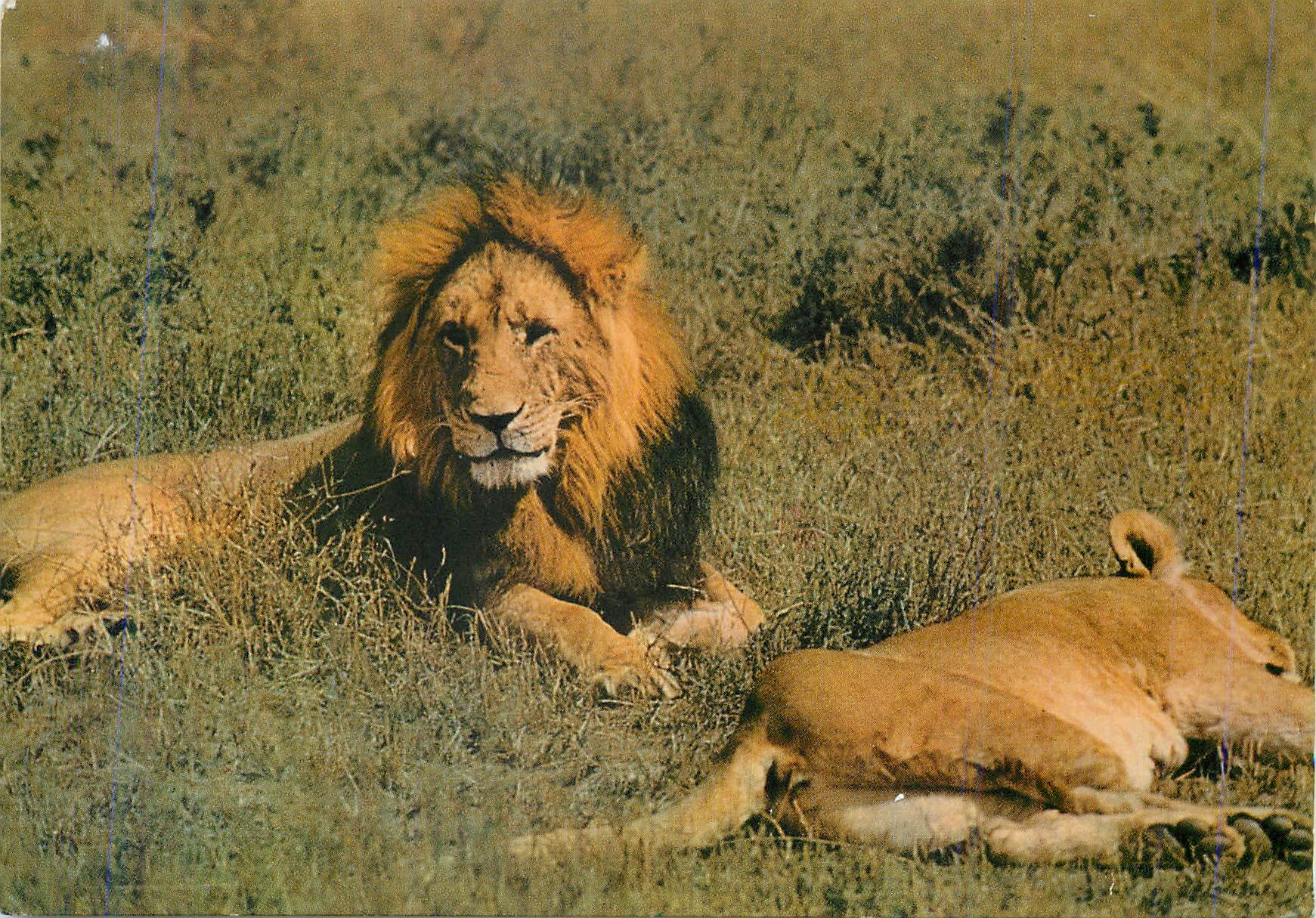 CPM Lion (deux lions)