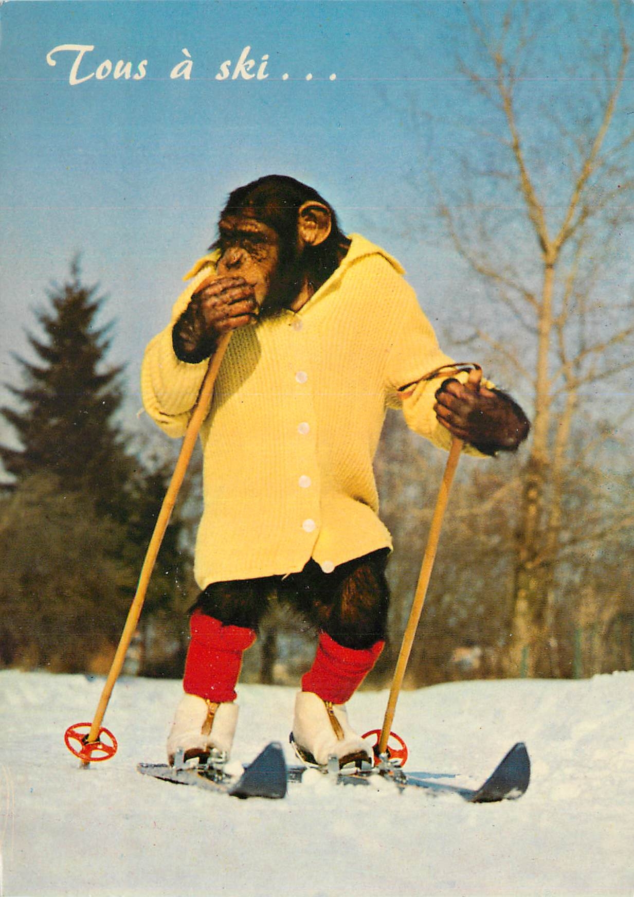 CPM Animaux singe Ski Chimpanze