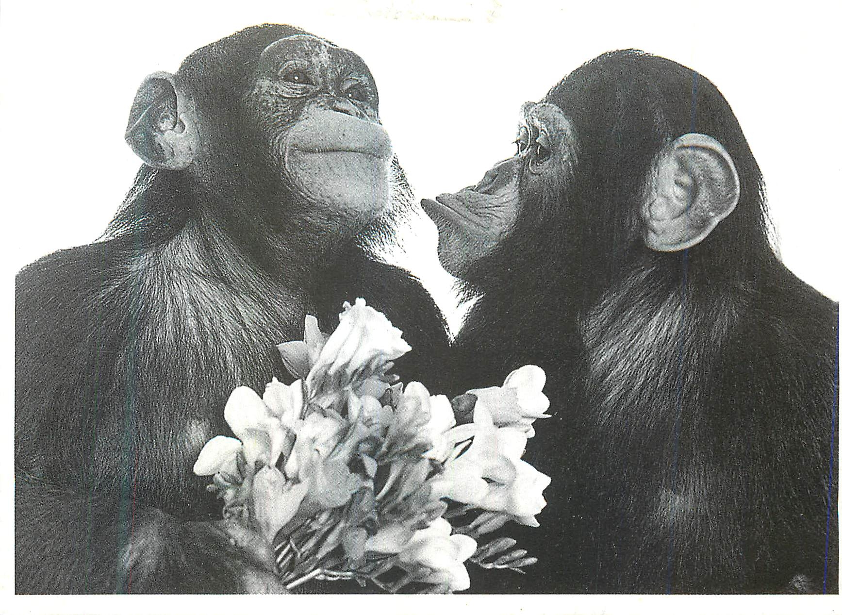 CPM Dites le avec des fleurs Singes Chimpanzes