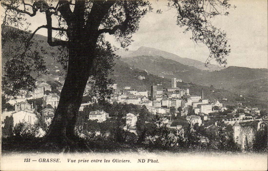 Fetthaltiges CPA gesehen zwischen von den Olivebaumen