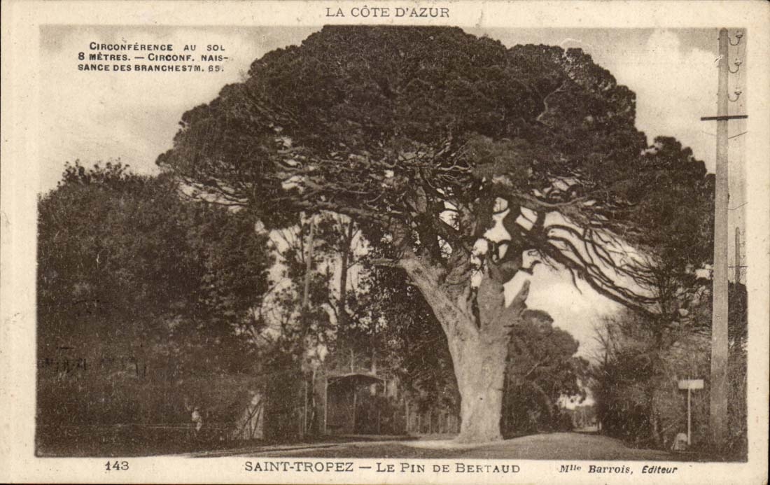 Saint TRopez CPA Le pin de Bertaud