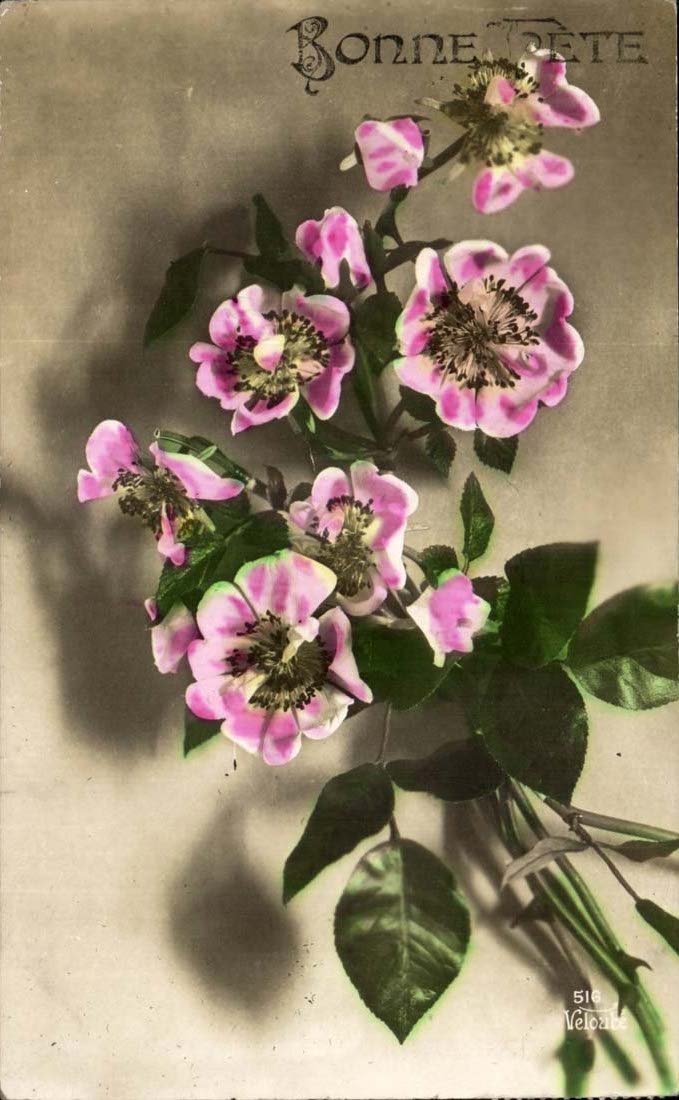 CPA Good Fantasy celebrates (flowers)