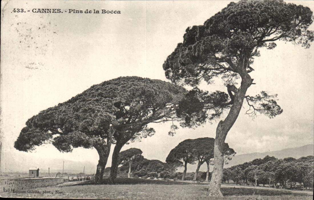 Cannes CPA Pines of Bocca