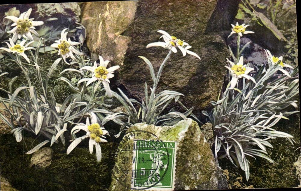 CPA Flowers Leontopodium alpinum