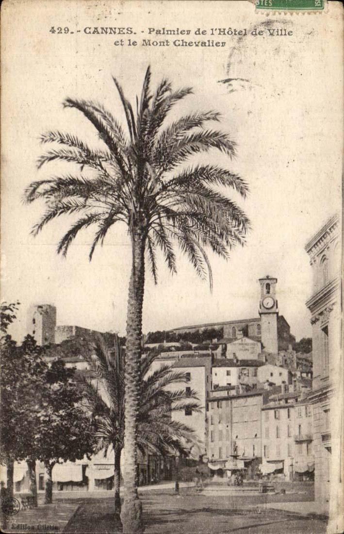Cannes CPA Palm tree of the town hall and the Mount Knight