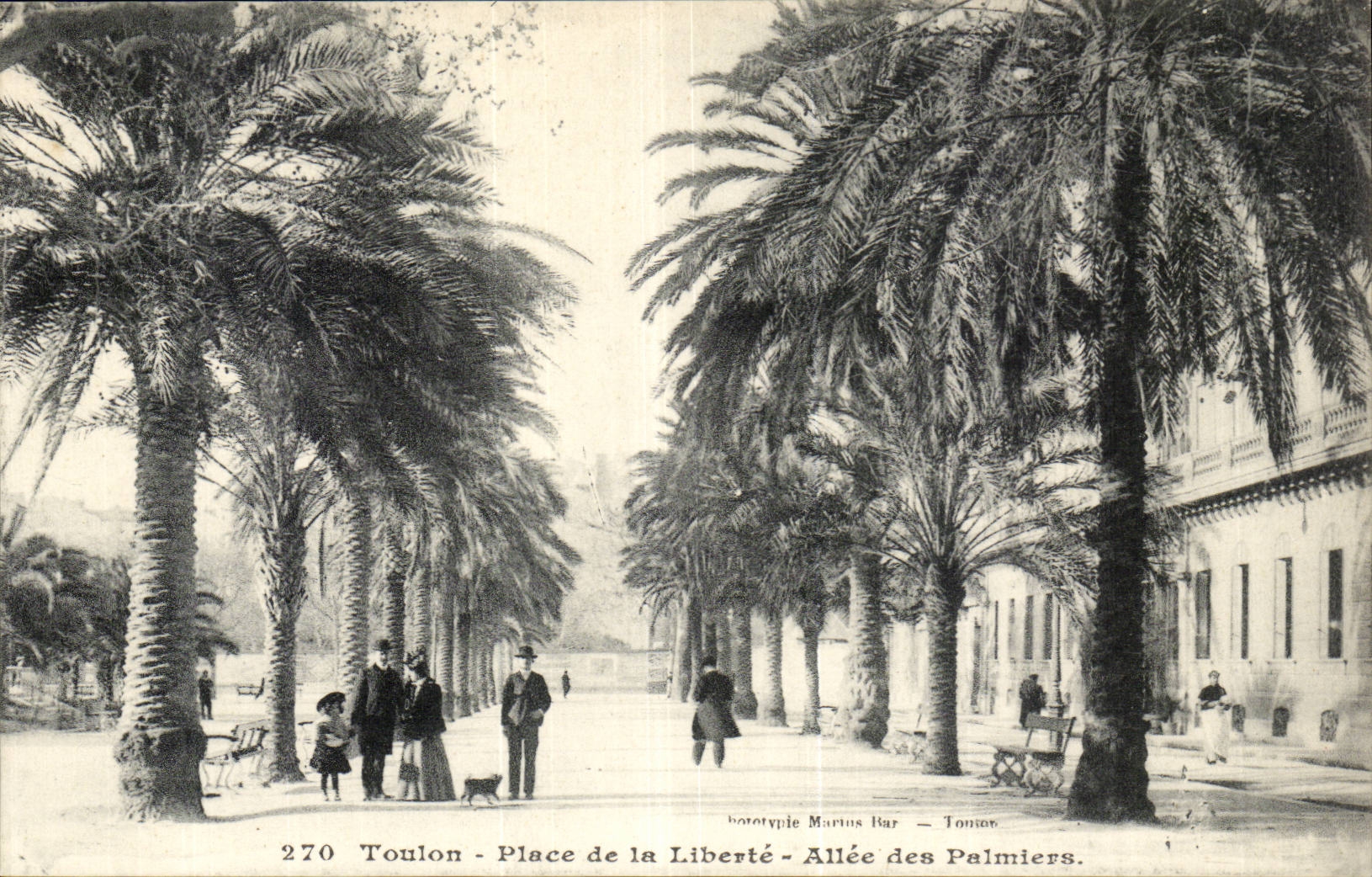 Toulon - Place of the Freedom Allee of Palm trees CPA