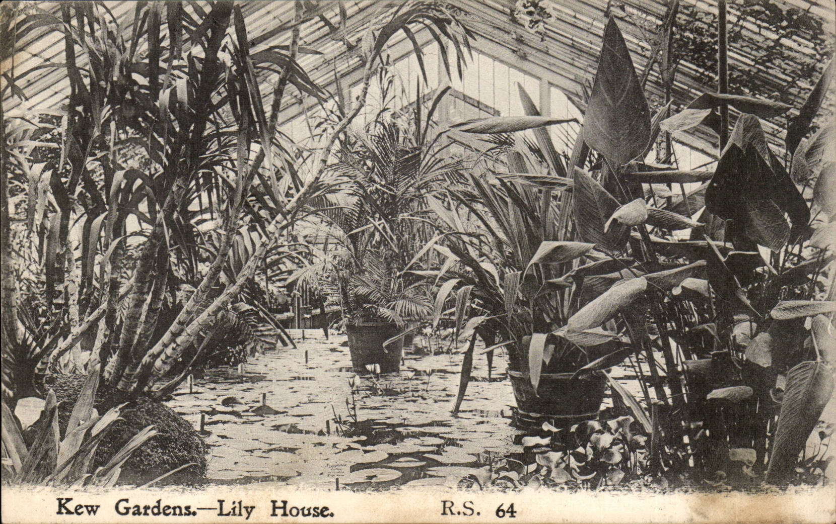 Great BRitain Kew Gardens CPA Lily House (plants)