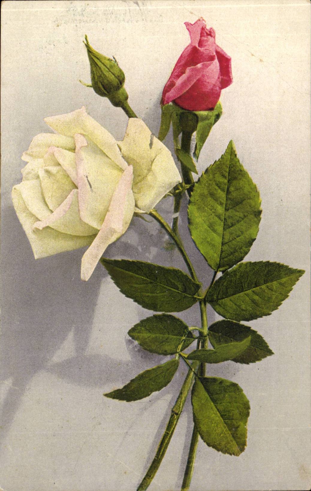 CPA Fantasy Flowers Roses