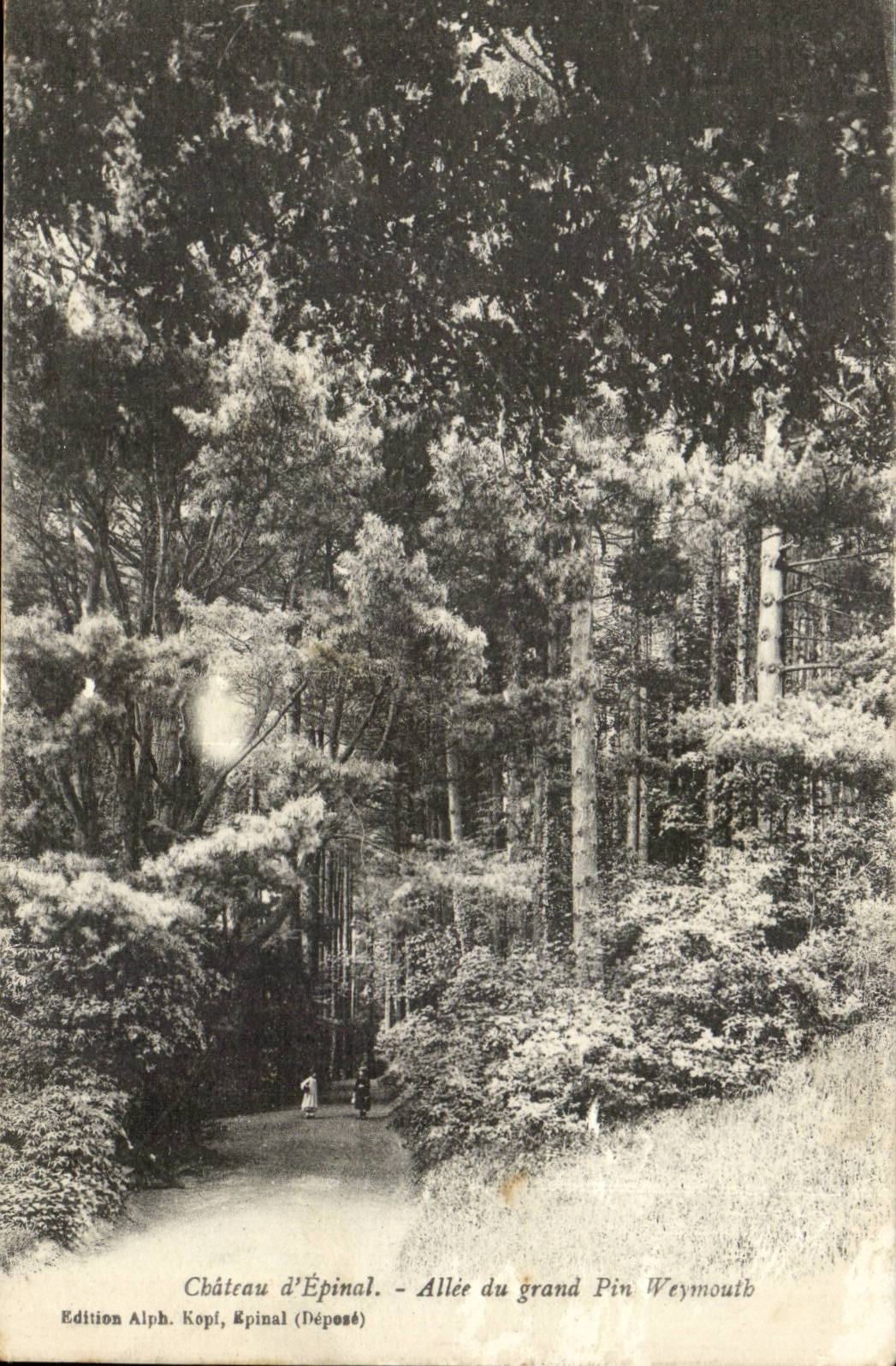 Castle of Epinal CPA Allee of the great play Pine Weymouth pine