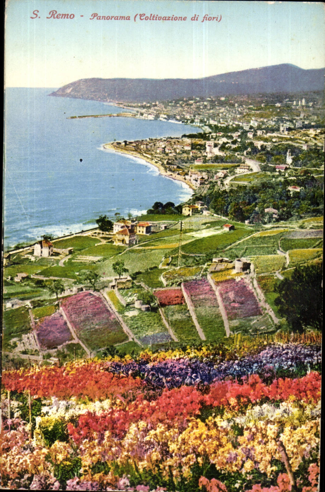 Italy Italia CPA S Remo Panorama (cotltivazione di fiori)