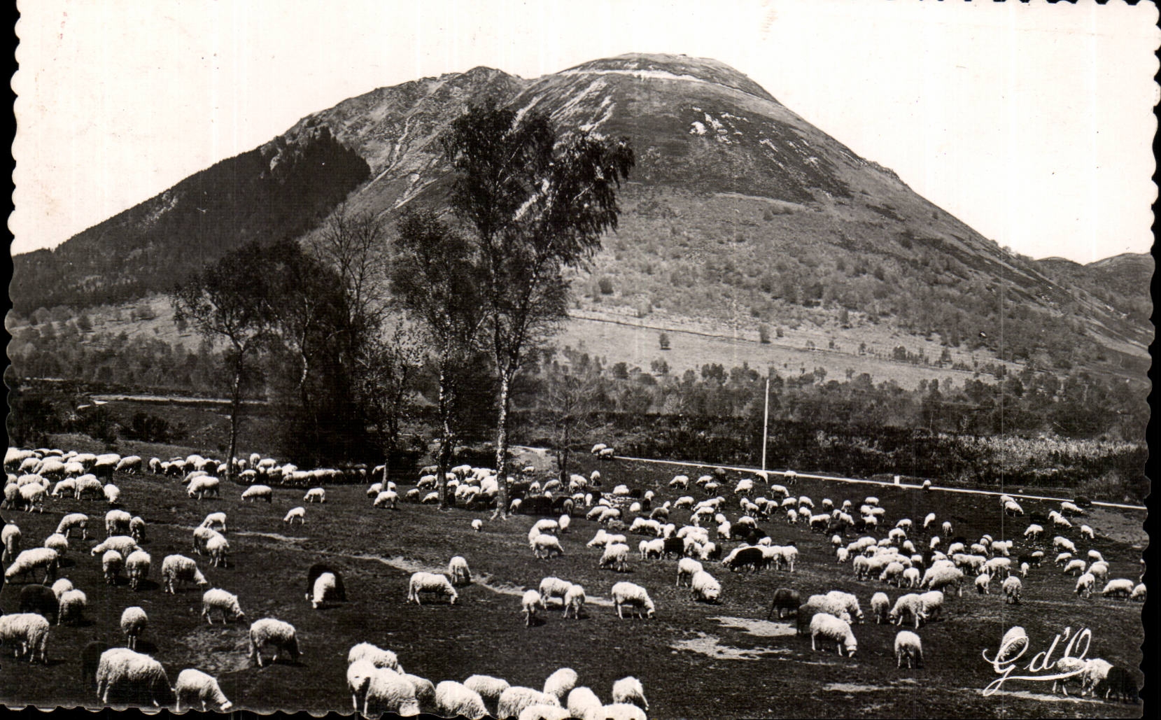 Puy de Dome- Pastures with the Foot-alt 1465m-sheep - CPA