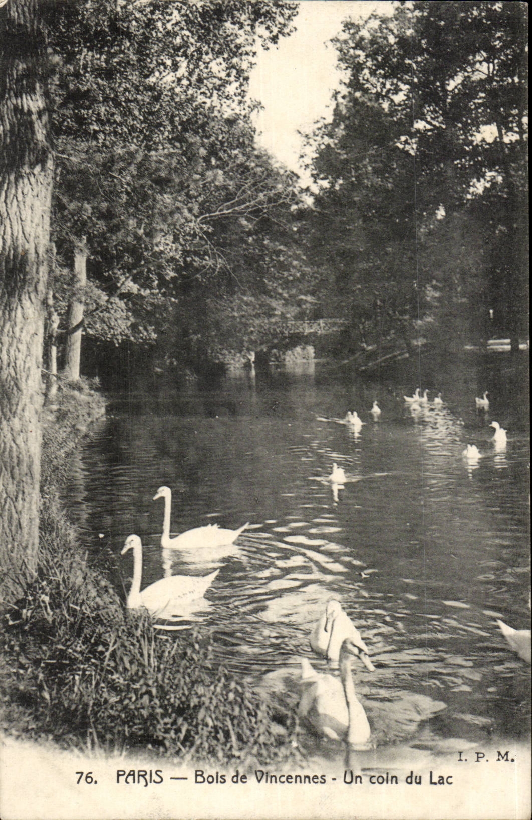 Paris (12) Bois de Vincennes- Un Coin du Lac- Cygne-CPA