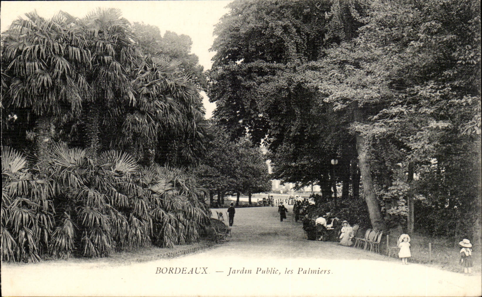 Bordeaux - Public garden Palm trees - CPA