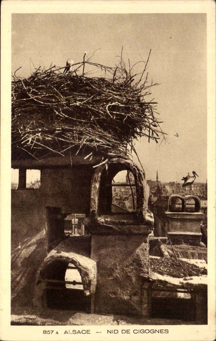 Alsace - Nest of Storks - CPA