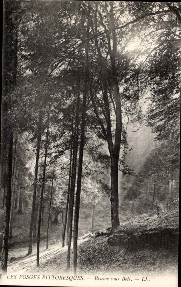 The Vosges CPA Fog under wood