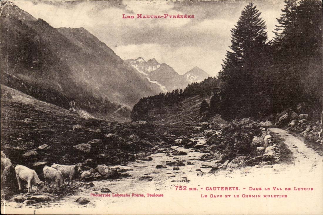 Cauterets CPA im Tal von Lutour gab und die Maultierschiene (Kuhe)