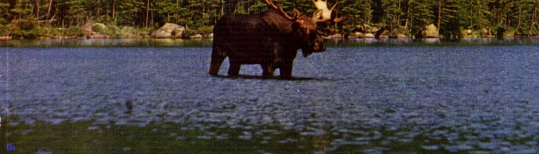 The United States Maine Mature bulldozer moose in the moosehead Katahdin area off Maine