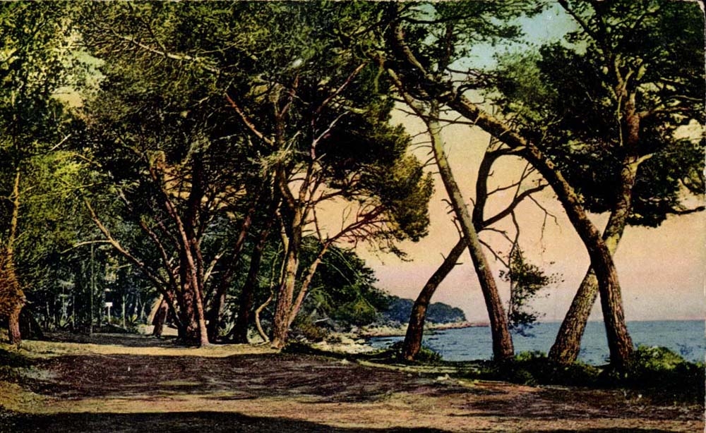 CPA Insel-Sainte Ganseblumchen Allee unter Holz