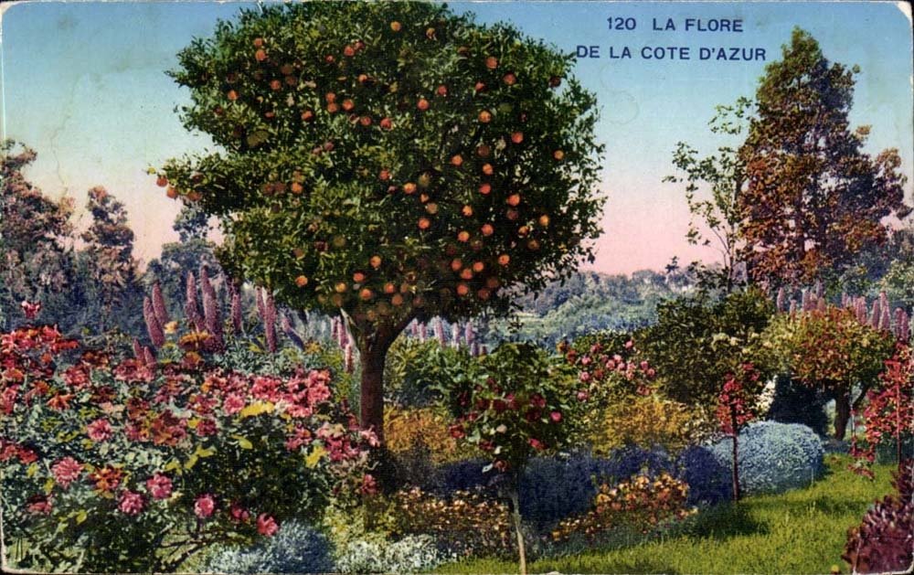 Feldbett d Azur - Flora - CPA