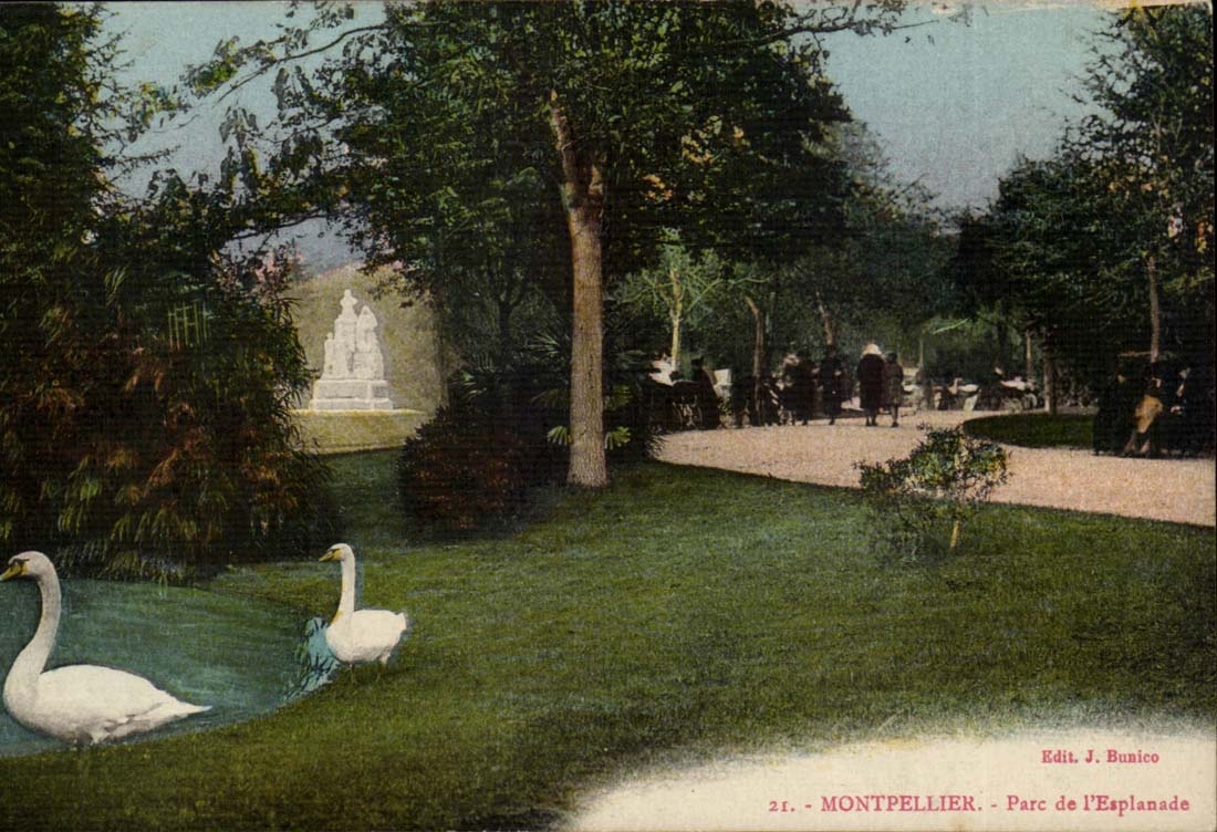 Montpellier - Parc de l'esplanade - Cygnes - CPA