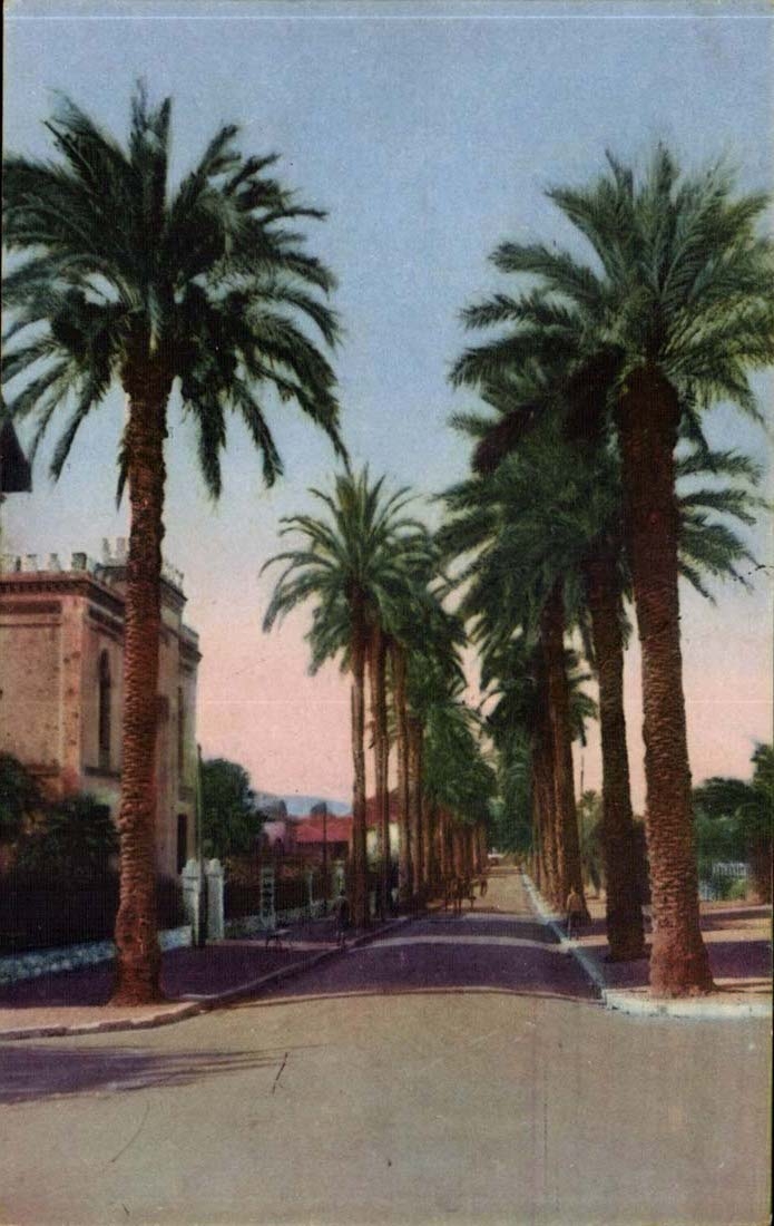 Hyeres palm trees CPA Which occurred Costa de Beauregard