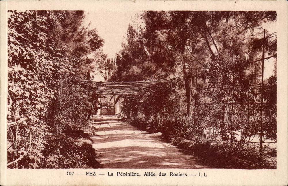 Afrika - Afrika - Fez - Fes - Marokko - der Seedbed Allee der Rosen-Baume - CPA