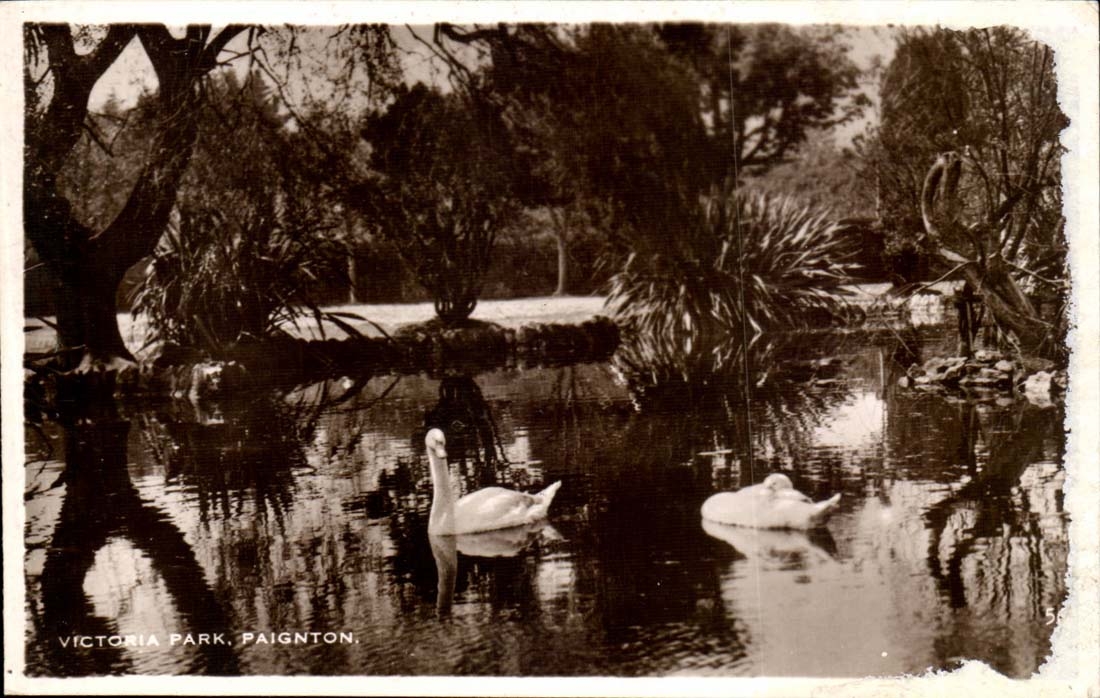 The United Kingdom Victori Park Paignton Swan Swan