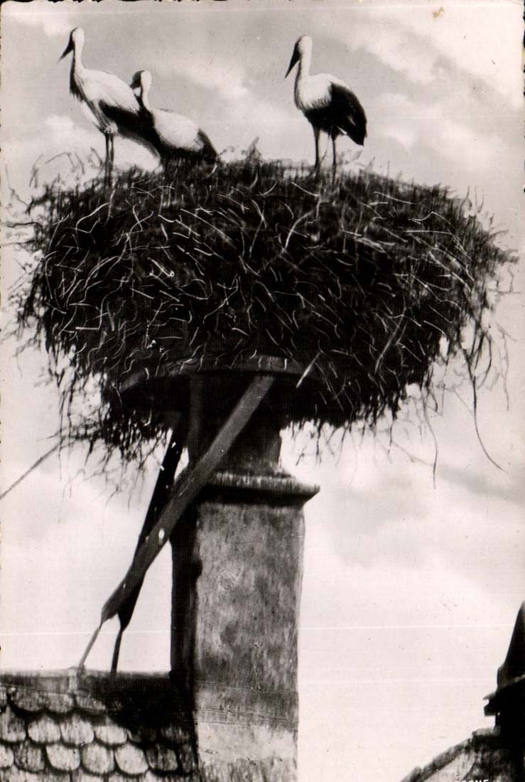 Alsace CPA Nest of storks