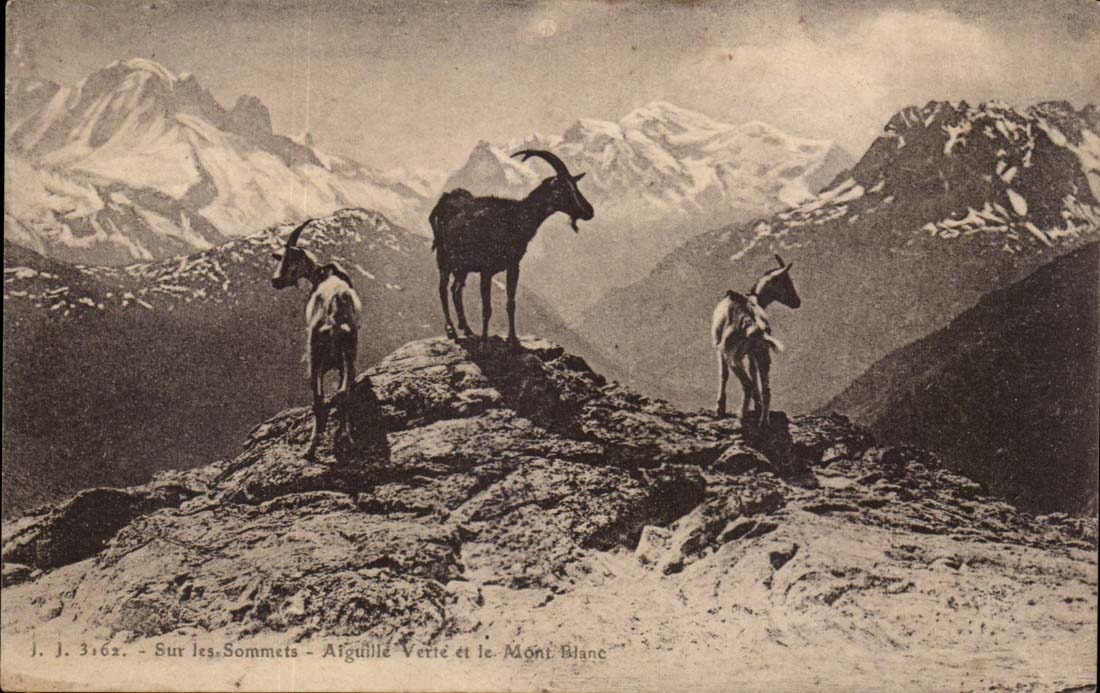 On the Summits - Mont Blanc - Goat - CPA