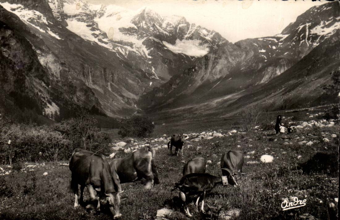 Patrurage in High mountain - Cows - Landscape Alpine CPA