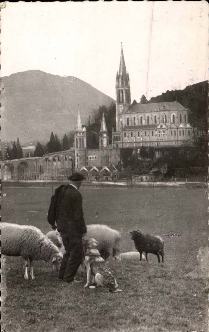 Lourdes - the Basilica - sheep - sheep - CPA