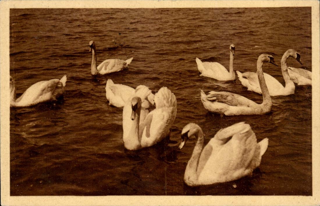 Hamburg - Hamburg - Germany Germany - Schwann - Swan - CPA