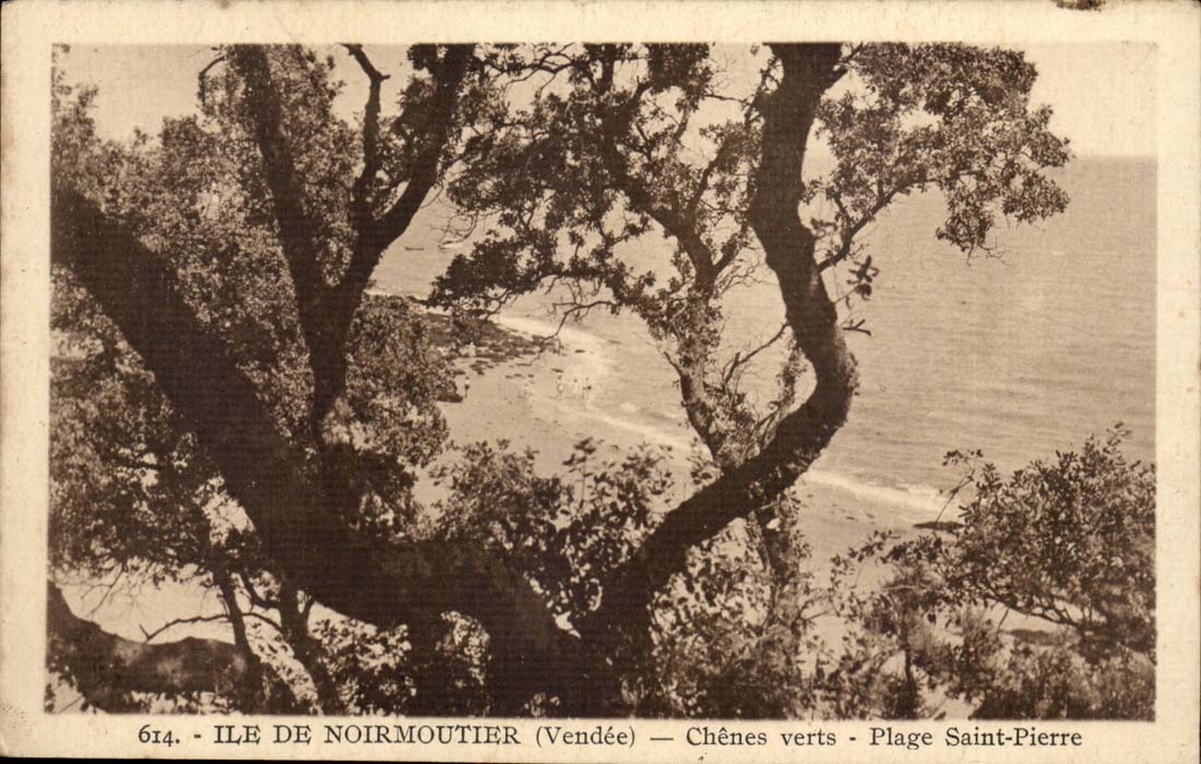 Island of Noirmoutier CPA Holm oaks Beach Pierre saint