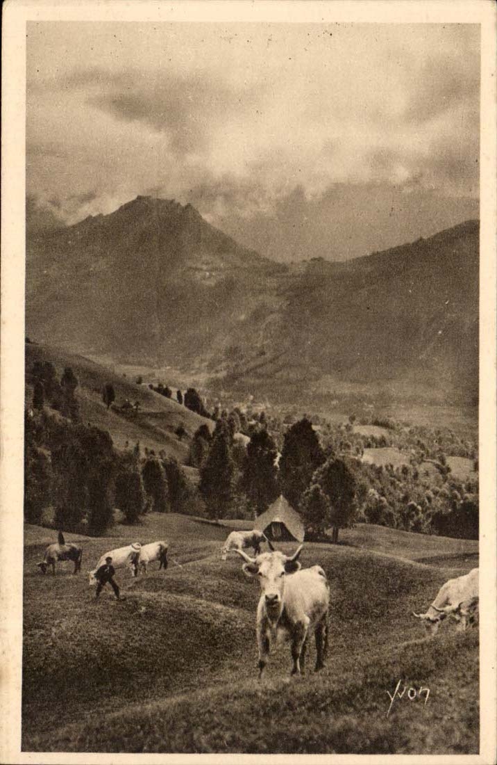 The Pyrenees CPA Pasture on the road of the collar of Aubisque (cows)