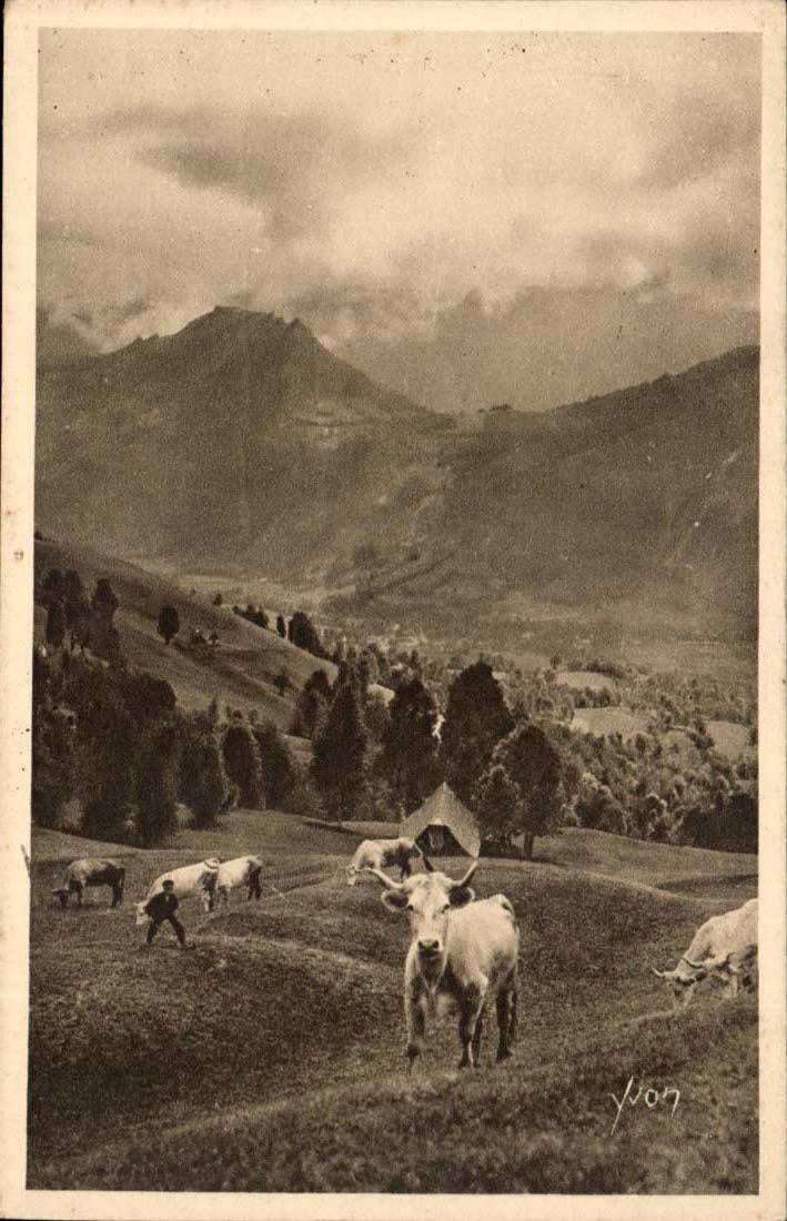 The Pyrenees CPA Pasture on the road of the collar of Aubisque (cows)