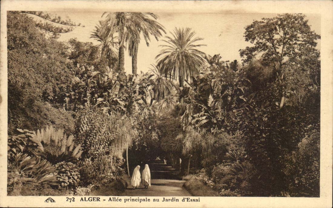 Africa - Africa - Algeria - Algeria - Algiers - Allee principal with the Garden of Test - CPA