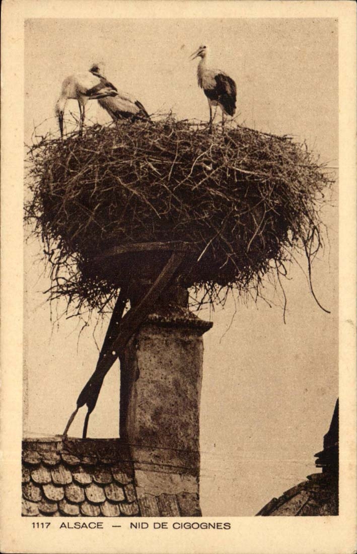 Alsace - Nest of Storks - CPA